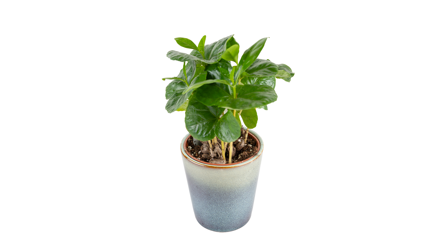Biljka kave za terarij: Coffee Plant (Coffea arabica) - S