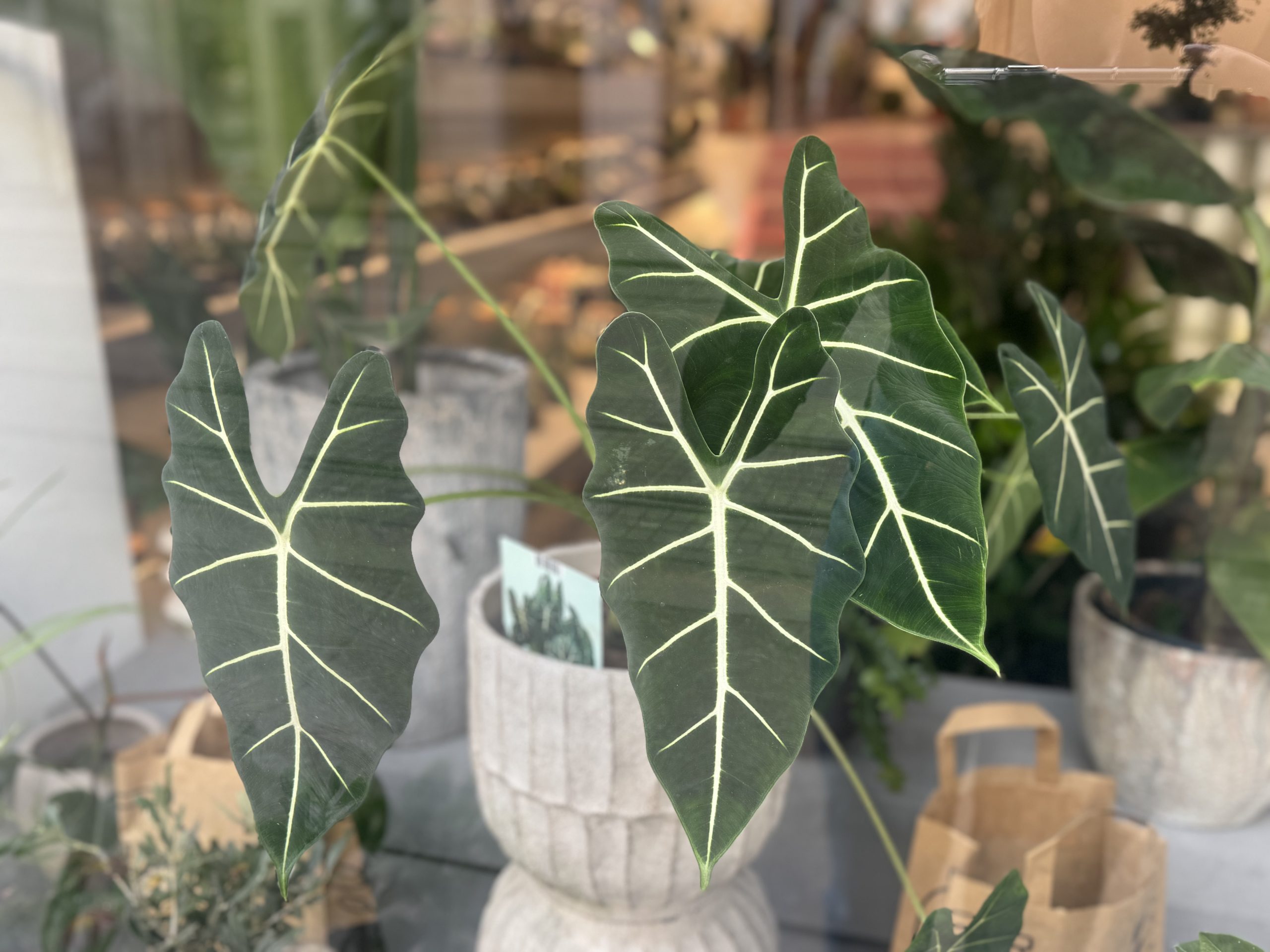 Alokazija Frydek (alocasia, alokacija) - L
