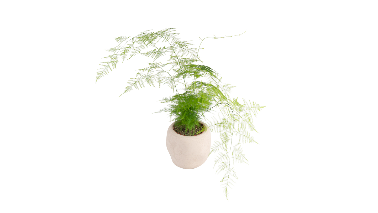 Asparagus Setaceus Plumosus: Asparagus Fern - M