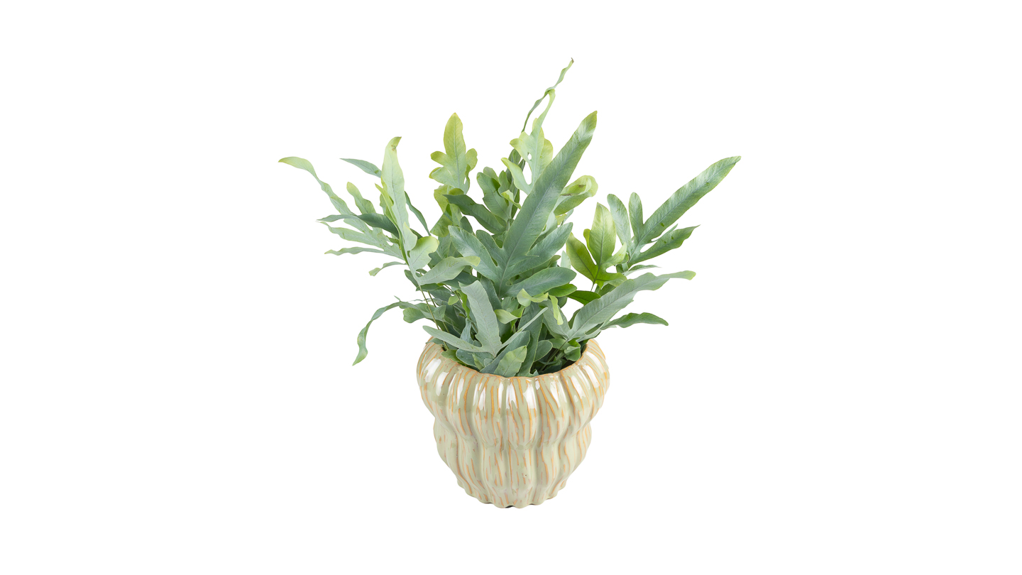 Plava paprat: Blue Star, Phlebodium aureum - M