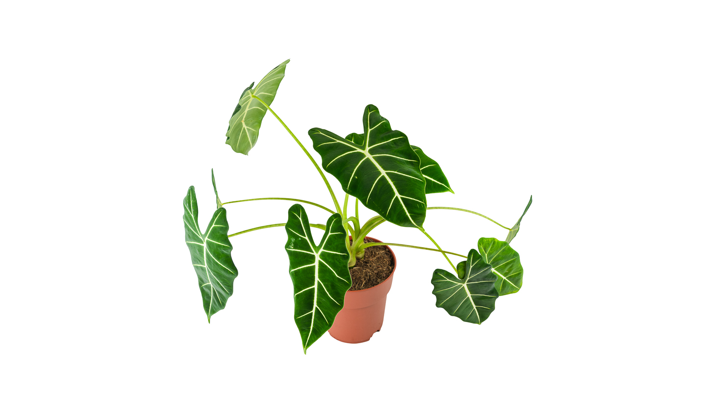 Alokazija Frydek (alocasia, alokacija) - L