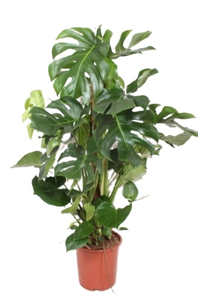 Monstera Deliciosa – XL