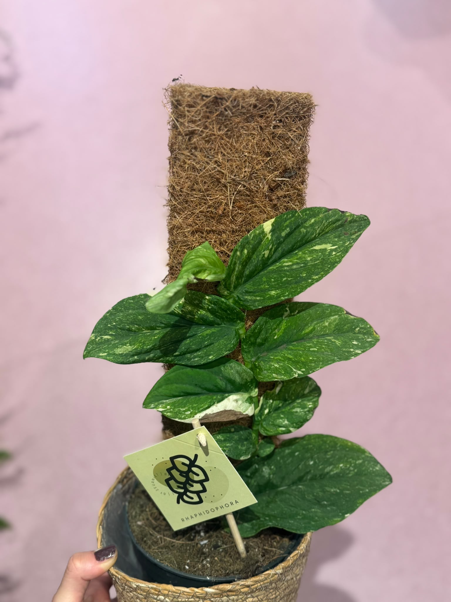 Raphidophora korta - M