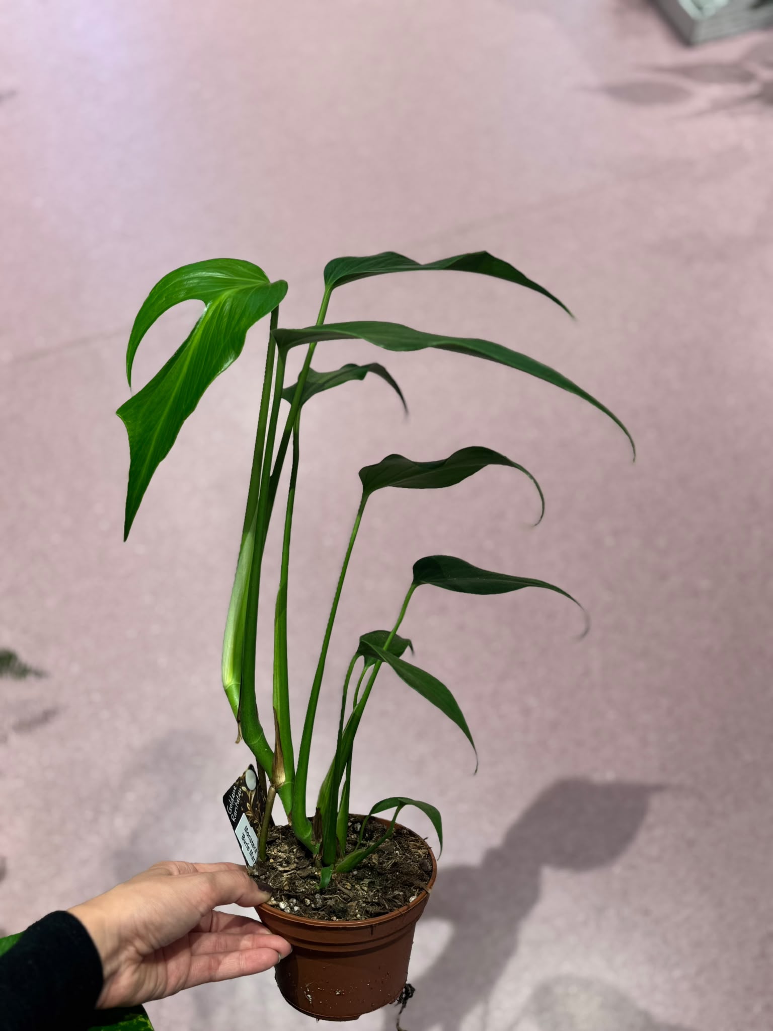 Monstera Burle Marx Flame - M