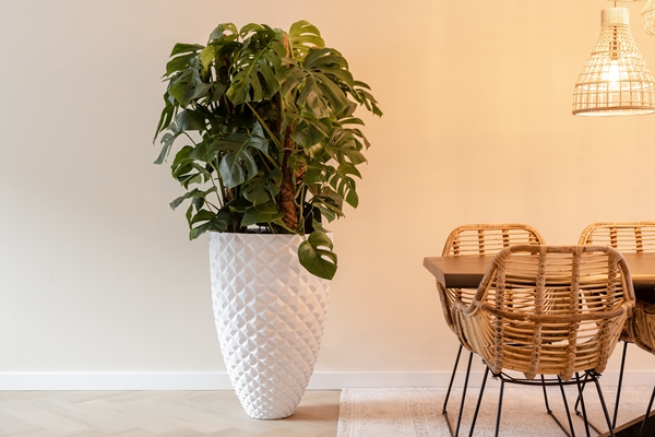Monstera Deliciosa – XL