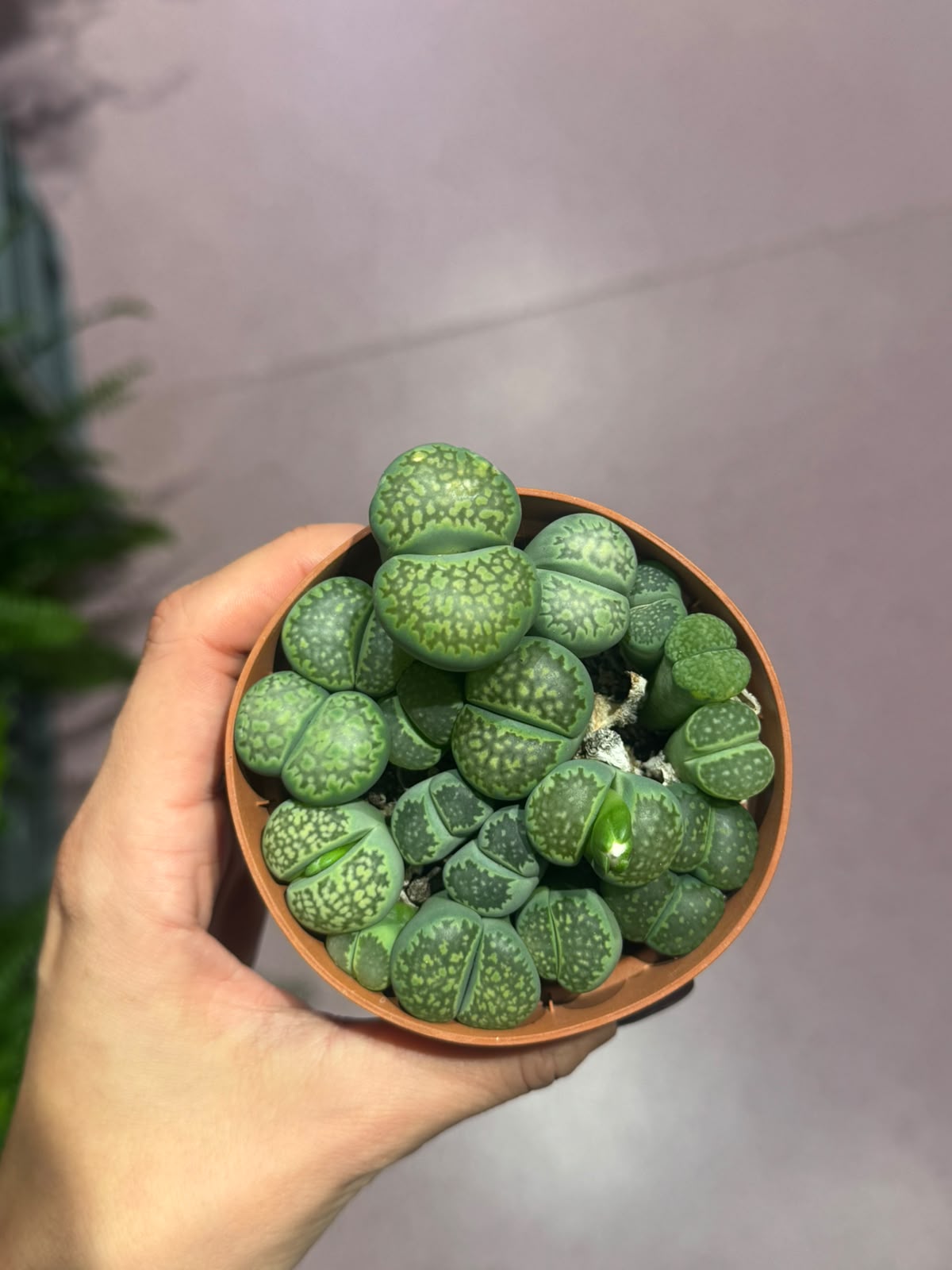 Lithops (živo kamenje) - S