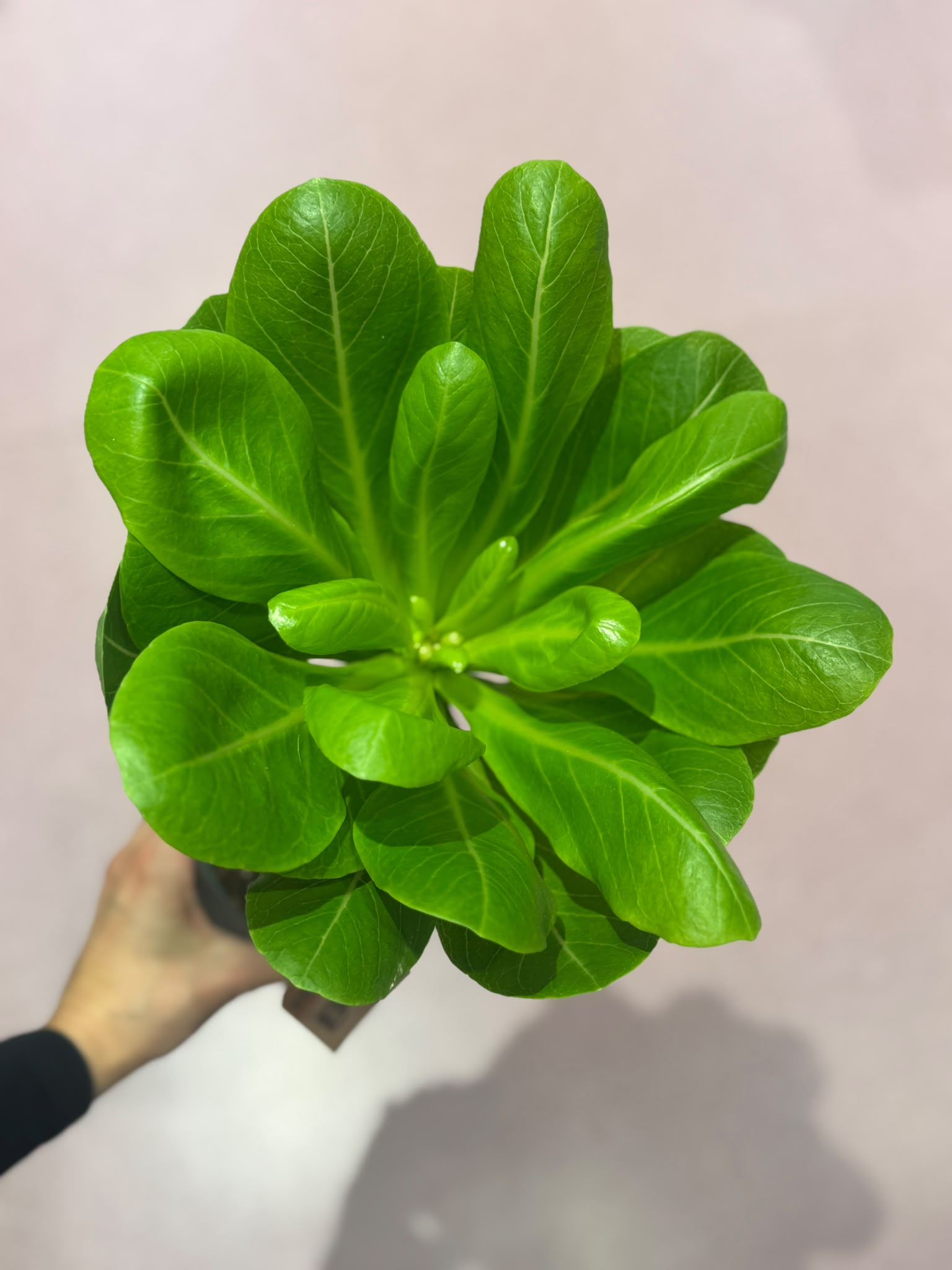 Brighamia insignis (havjaska palma) - M