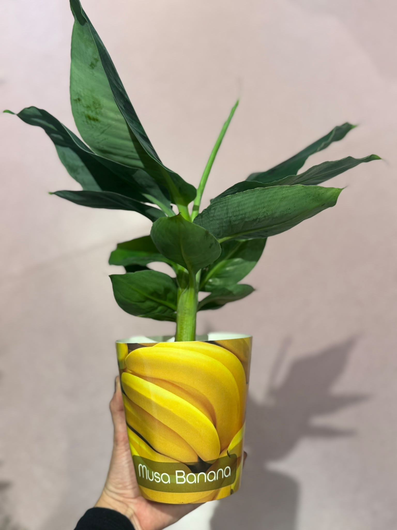 Banana (musa, sobna) - S