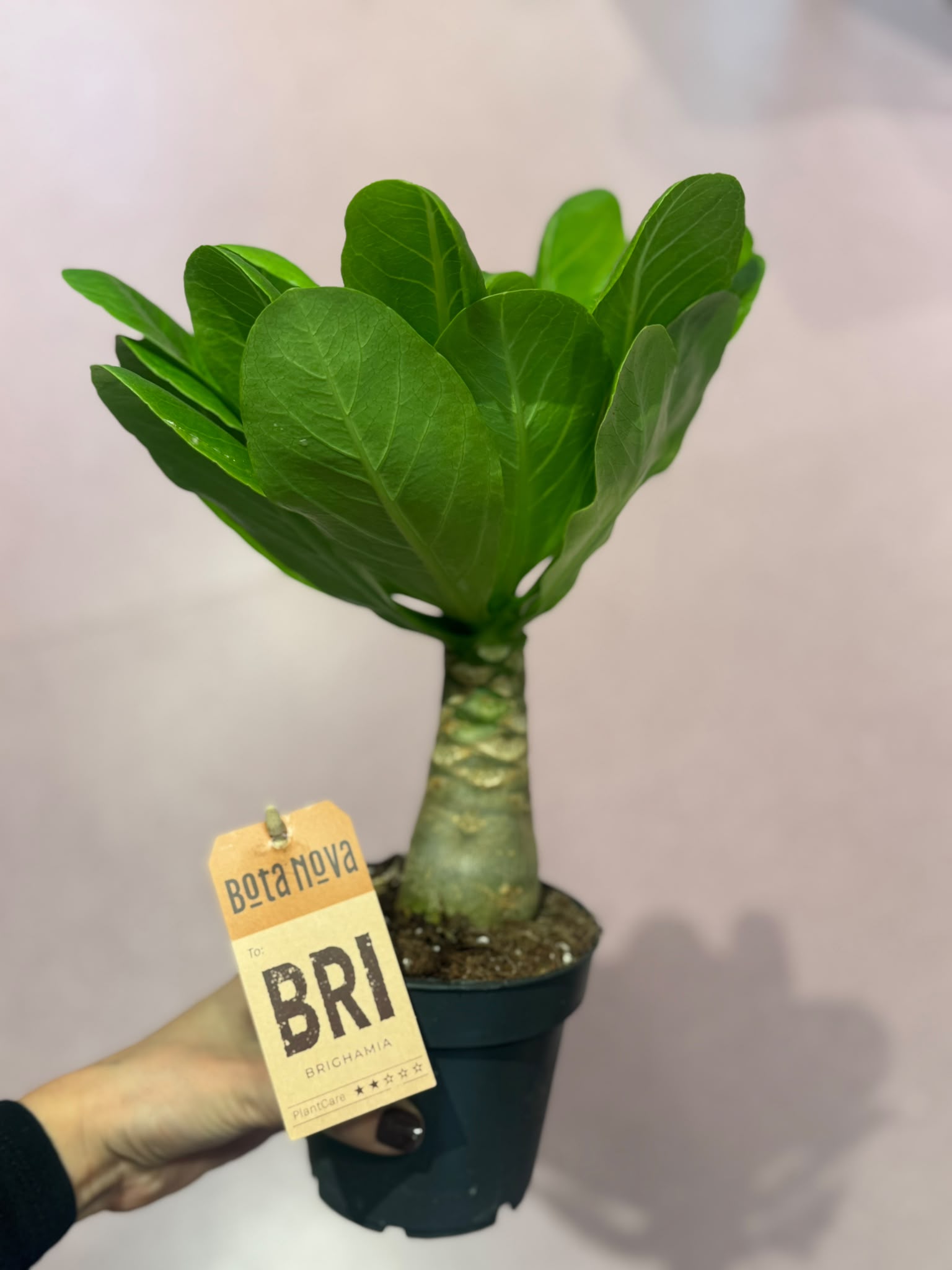 Brighamia insignis (havjaska palma) - M