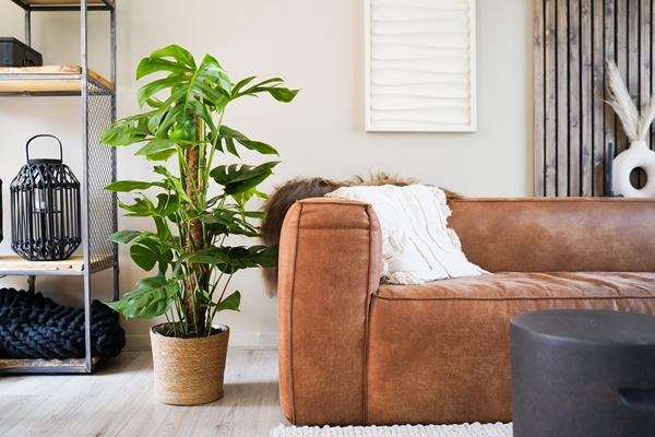 Monstera Deliciosa – XL