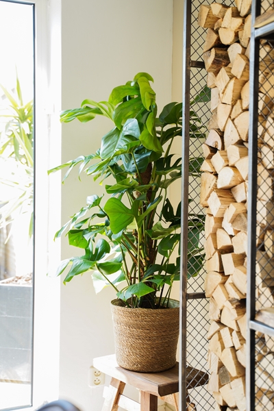 Monstera Deliciosa – XL