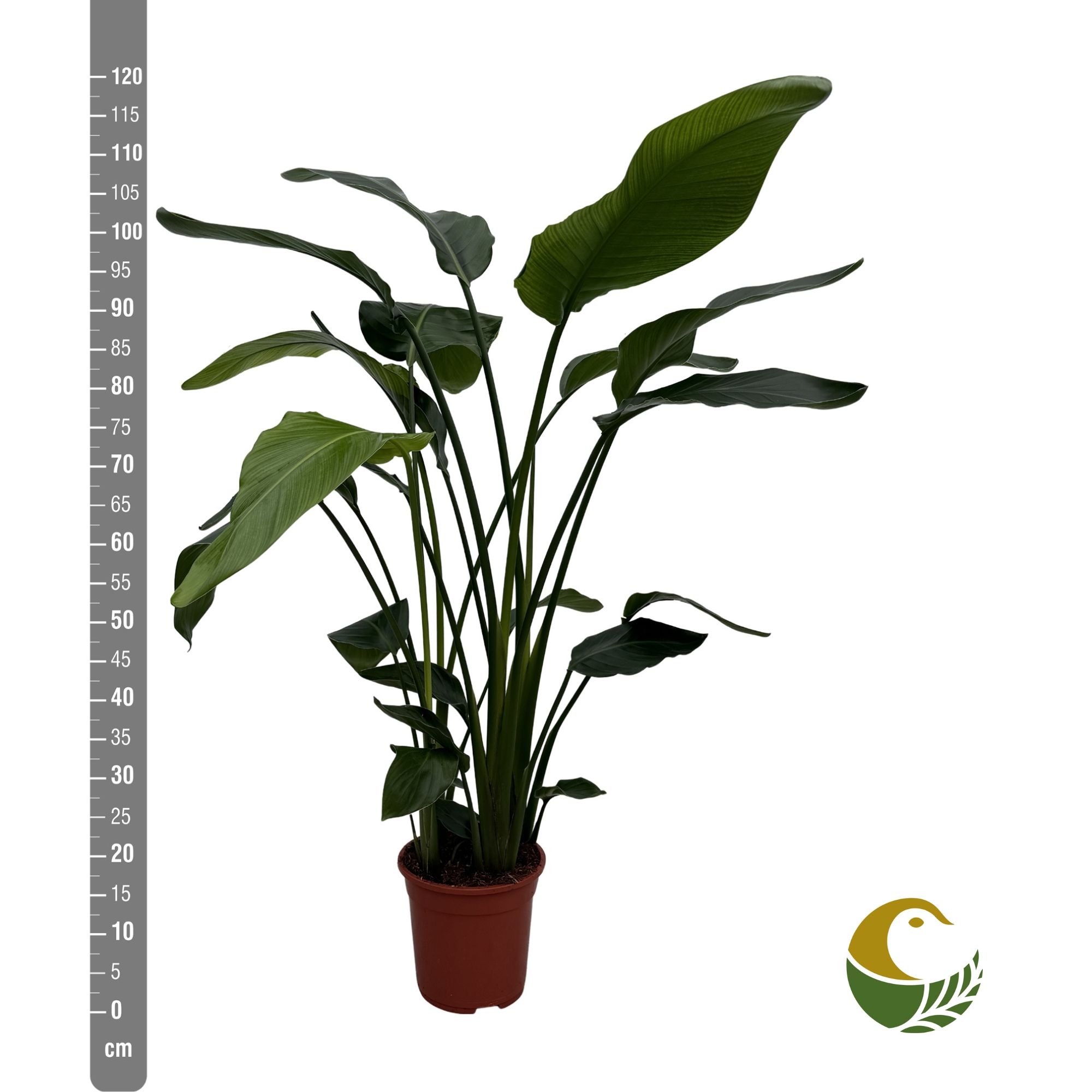 Strelicija Nicolai: Bird of Paradise (Rajska ptica, strelitzia) – XL