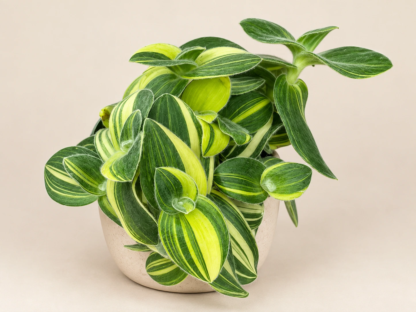 Tradeskantija Variegata