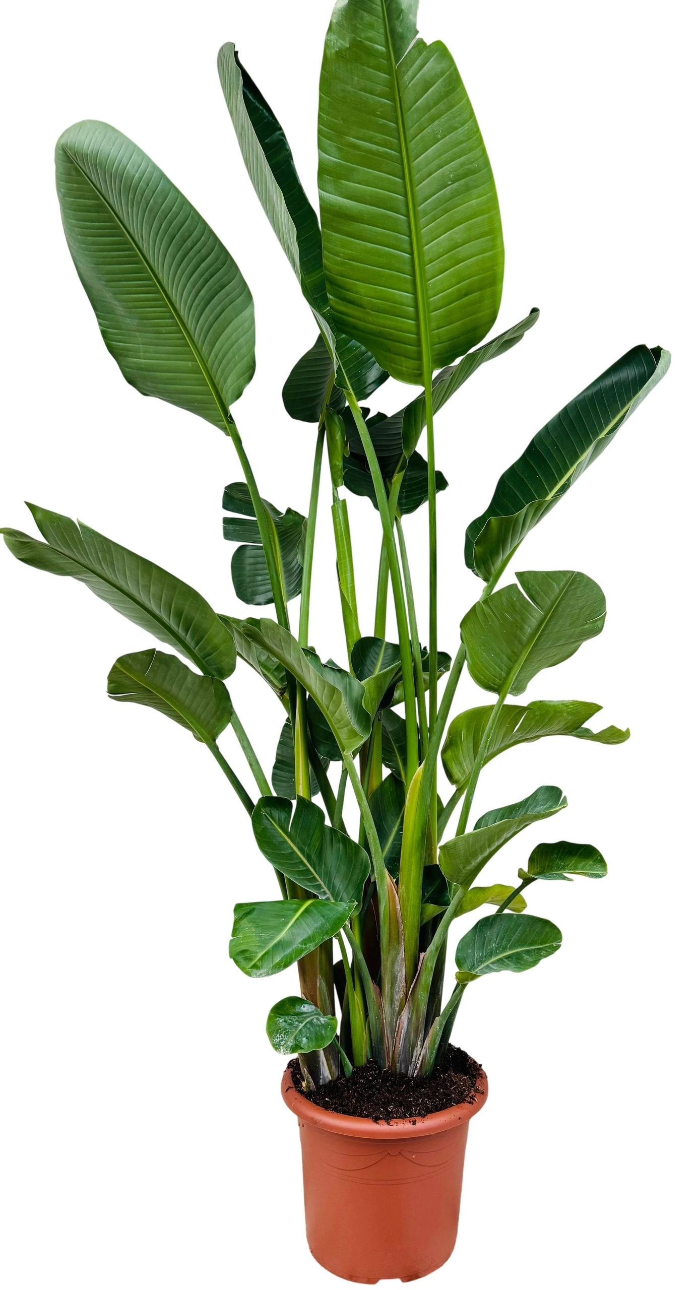 Strelicija: Bird of Paradise (Rajska ptica, Strelitzia) – 3XLL