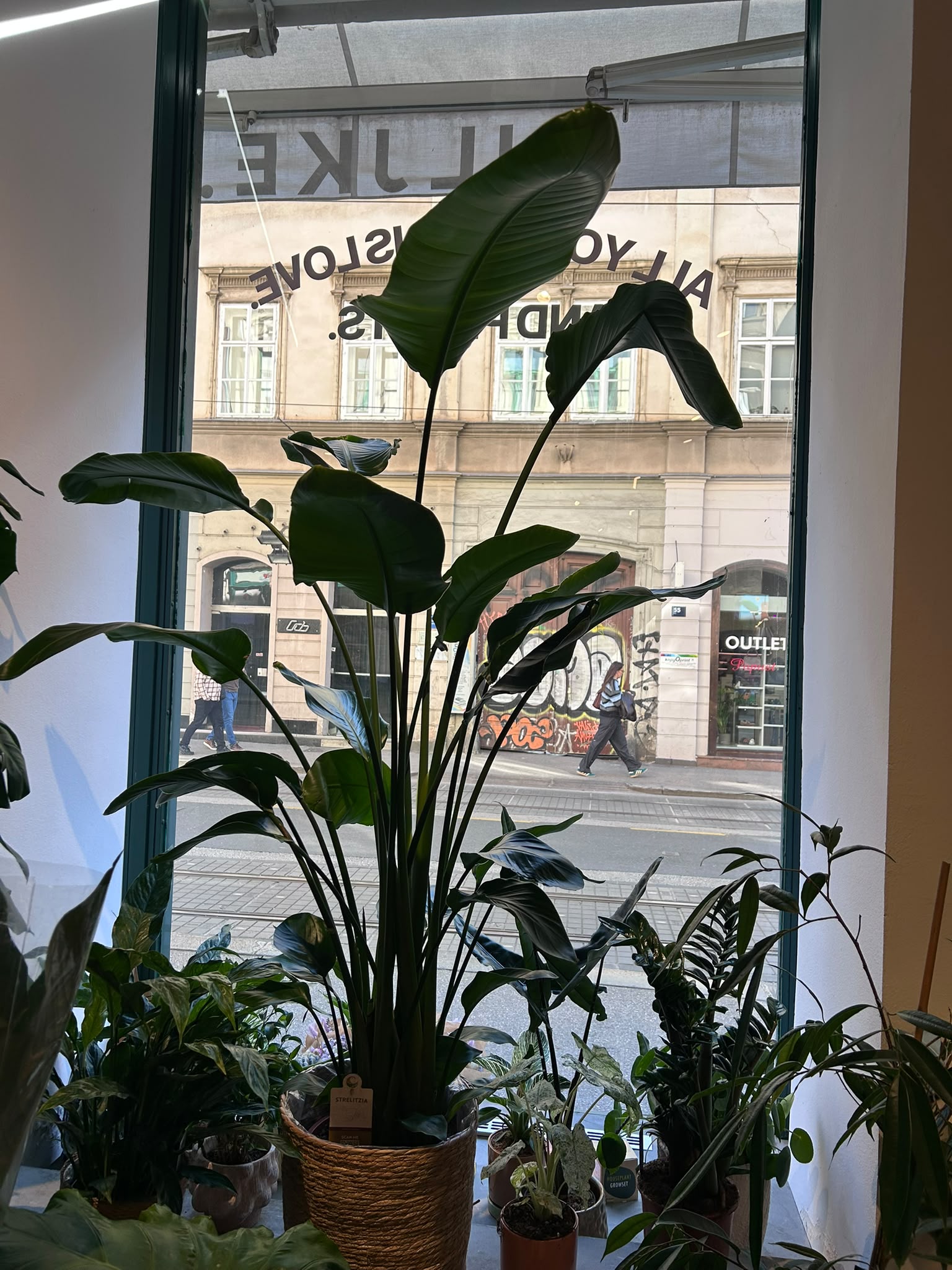 Strelicija Nicolai: Bird of Paradise (Rajska ptica, strelitzia) – XXL