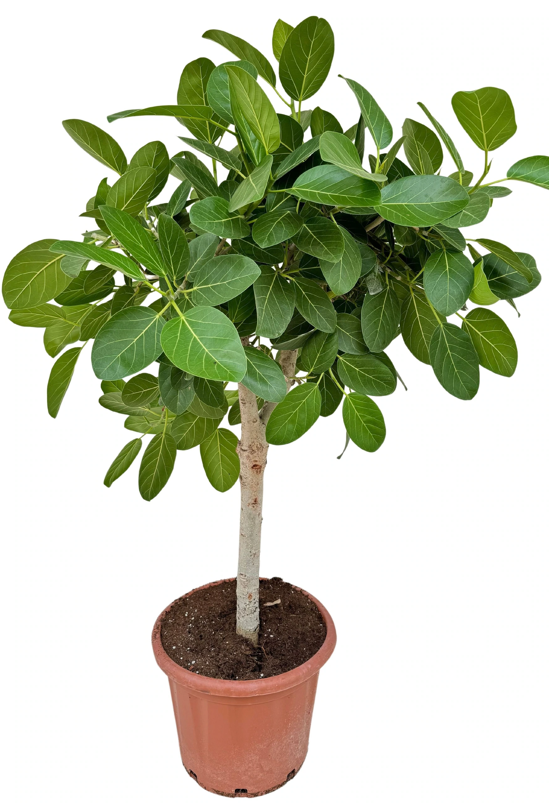 Ficus Benghalensis Audrey - XL