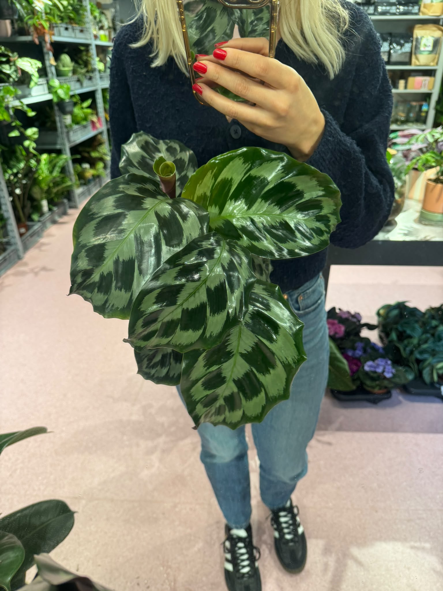 Kalateja Helen Kennedy (Calathea) - M