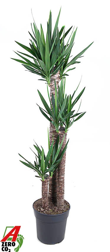 Yukka (juka, yucca) - XL