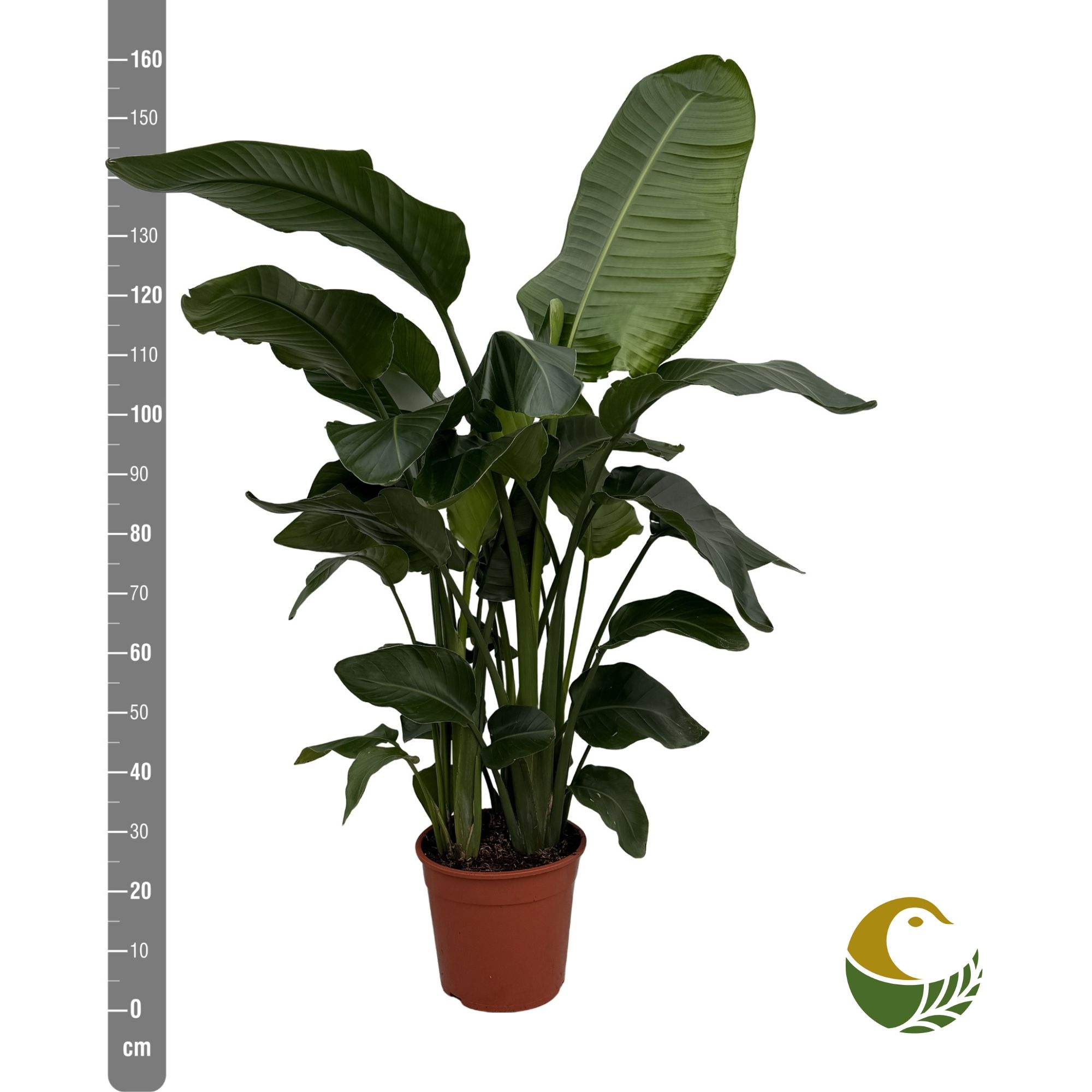 Strelicija Nicolai: Bird of Paradise (Rajska ptica, strelitzia) – XXL