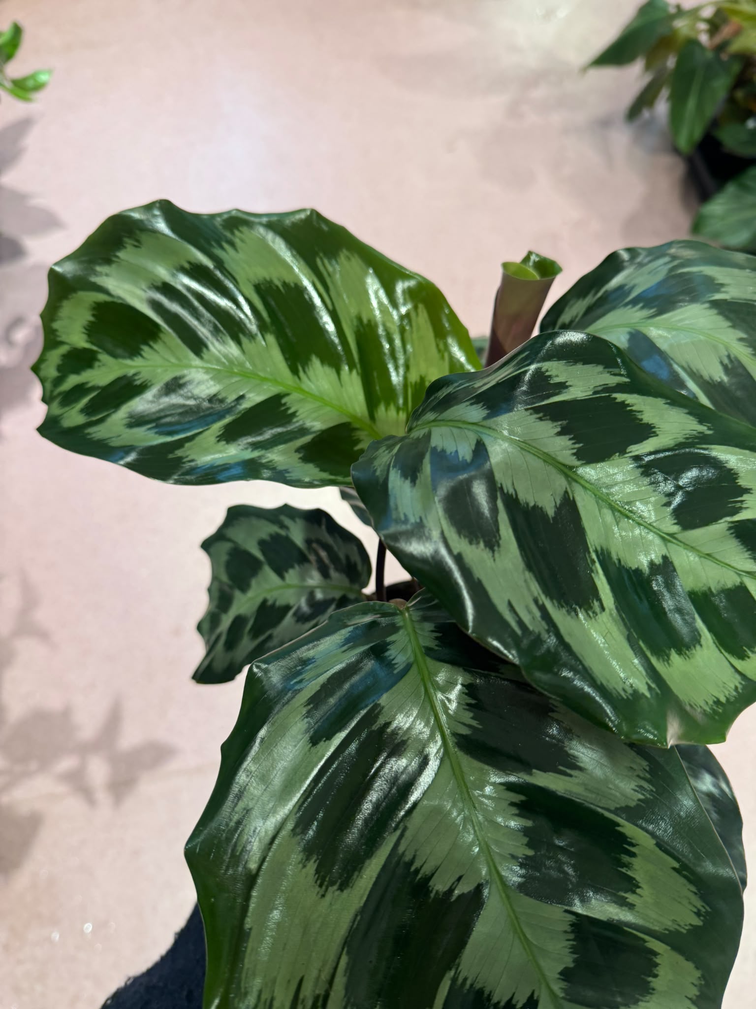 Kalateja Helen Kennedy (Calathea) - M