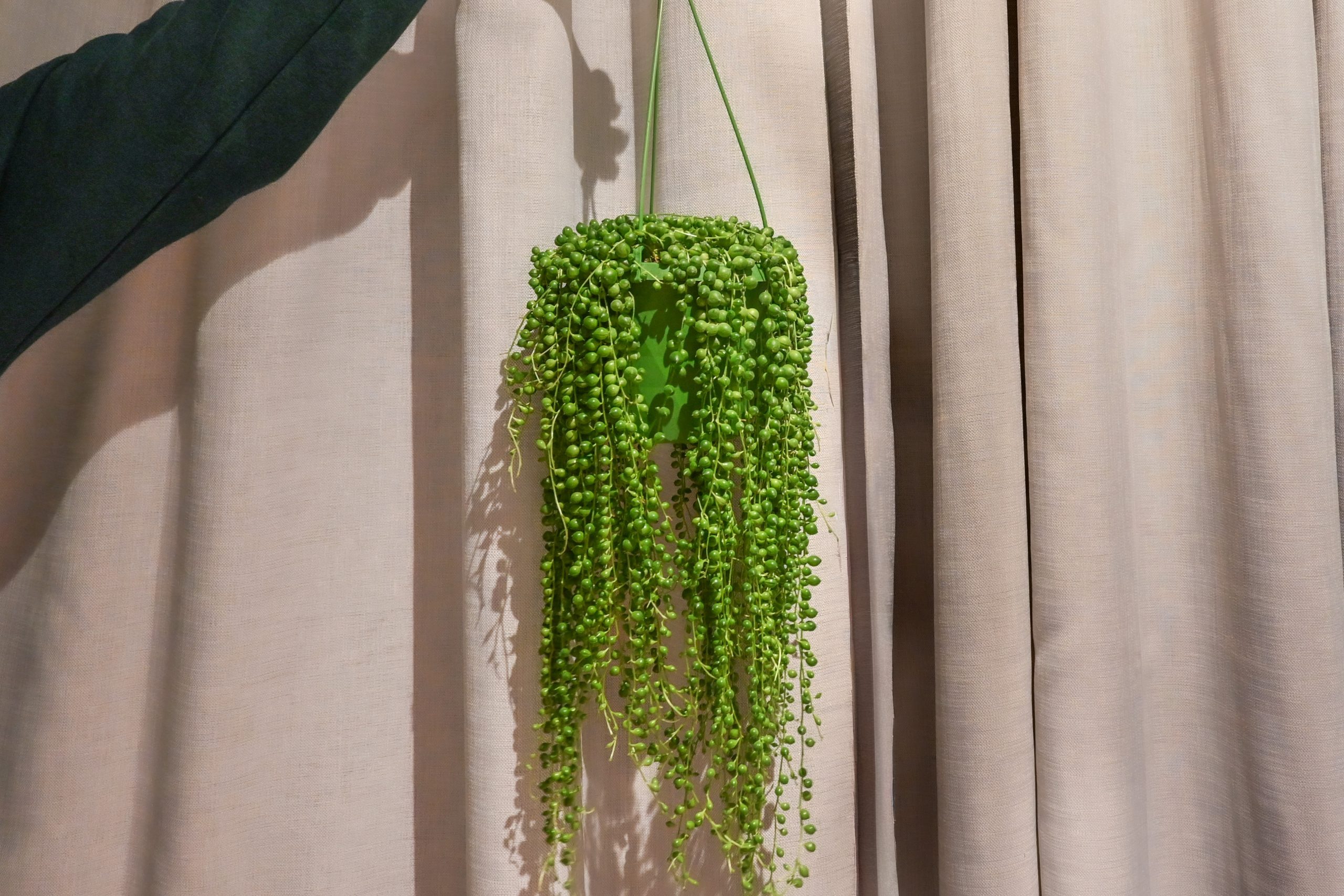 Niz bisera: String of Pearls (Senecio Rowleyanus) – M | Biljke.Plants
