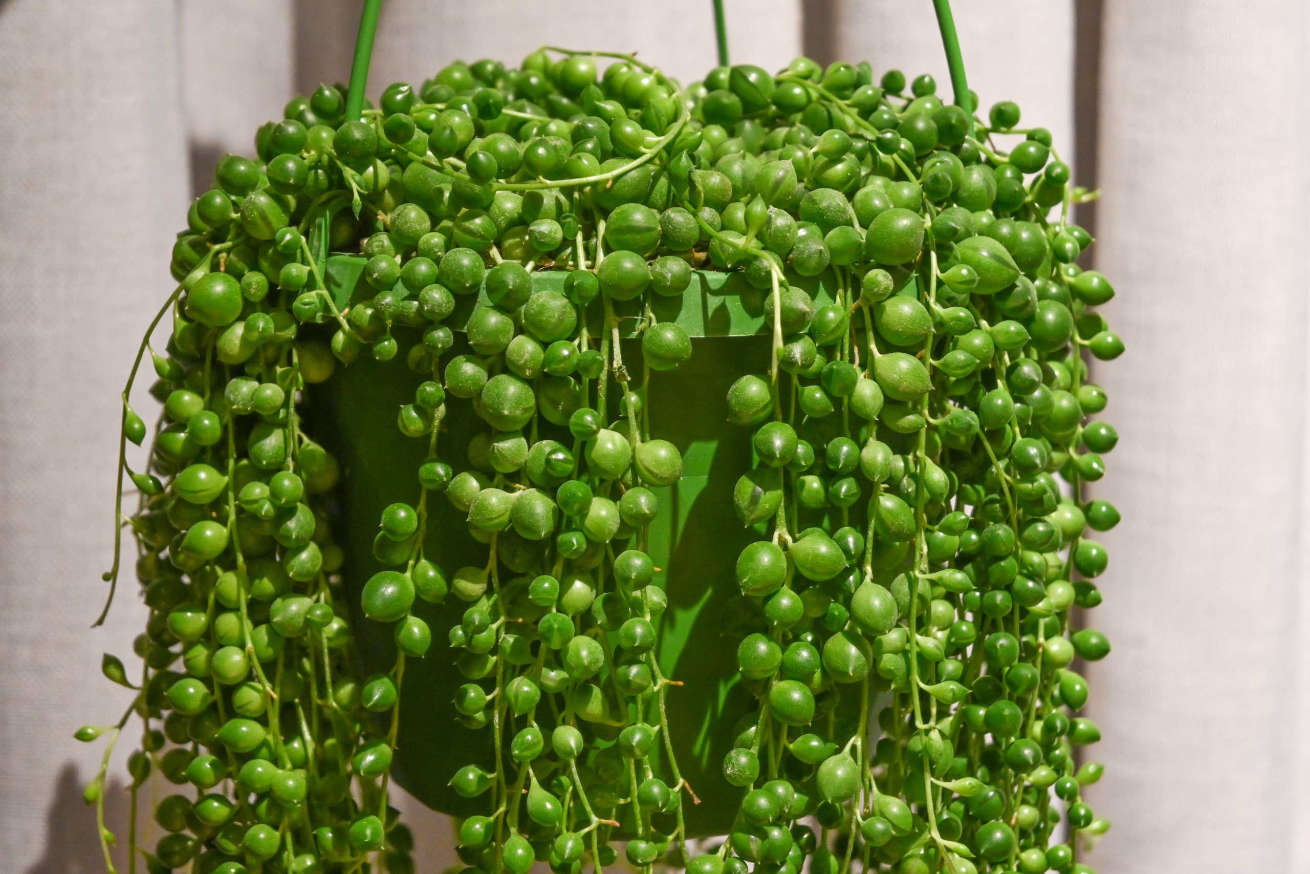Niz bisera: String of Pearls (Senecio Rowleyanus) – M | Biljke.Plants