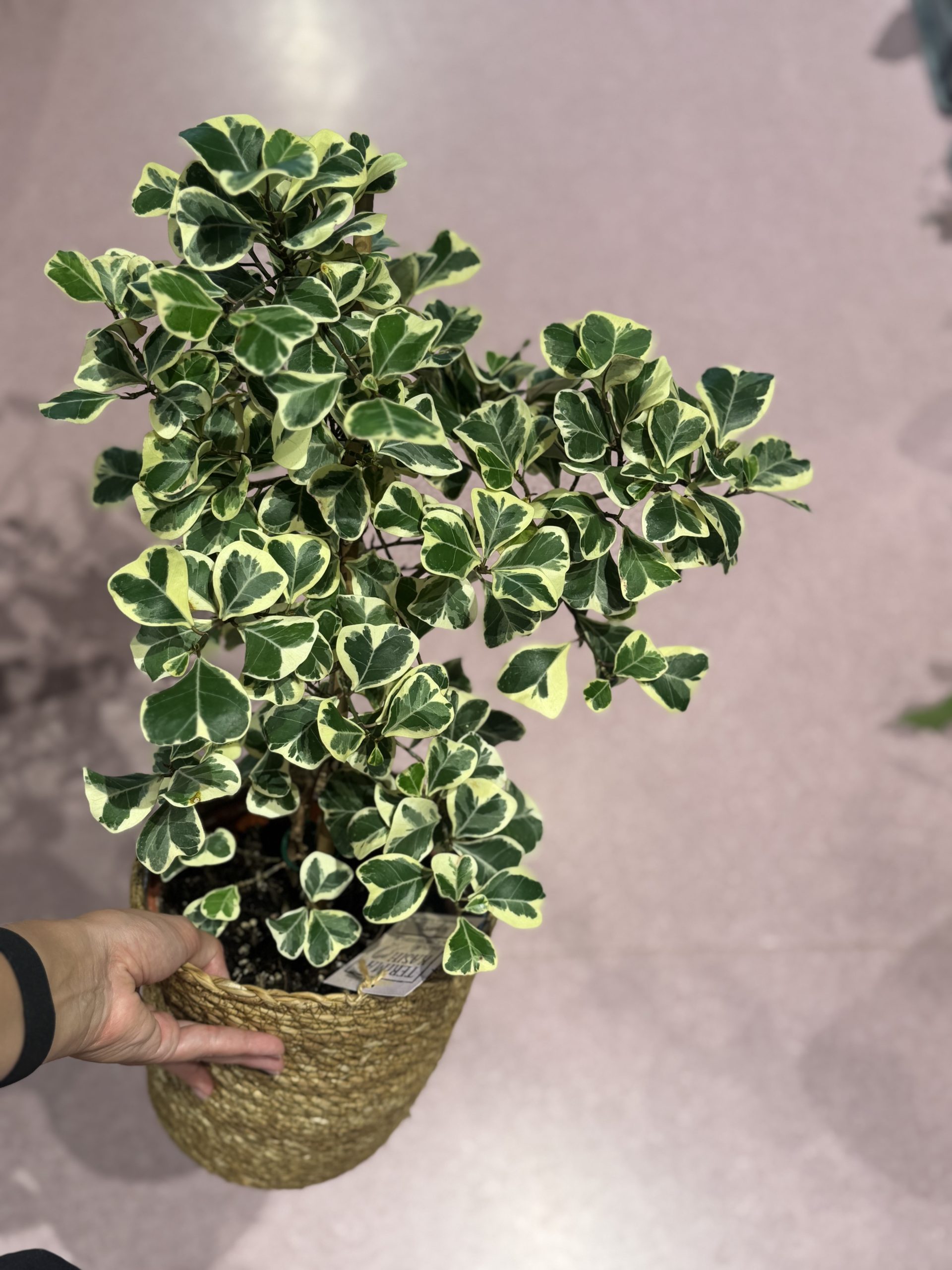 Fikus Triangularis (ficus) - M
